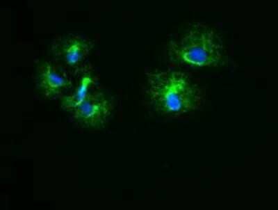 Immunocytochemistry/Immunofluorescence: Cytokeratin 18 Antibody (OTI1E1) - Azide and BSA Free [NBP2-71086] - Staining of COS7 cells transiently transfected by pCMV6-ENTRY KRT18.