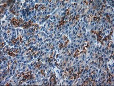 Immunohistochemistry: Cytokeratin 18 Antibody (OTI1E1) - Azide and BSA Free [NBP2-71086] - Staining of paraffin-embedded Human pancreas tissue using anti-KRT18 mouse monoclonal antibody.