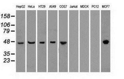 Western Blot: Cytokeratin 18 Antibody (OTI1E1) - Azide and BSA Free [NBP2-71086] - Analysis of extracts (35ug) from 9 different cell lines by using anti-KRT18 monoclonal antibody.