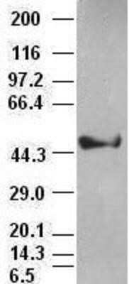 Western Blot: Cytokeratin 18 Antibody (OTI1E1) - Azide and BSA Free [NBP2-71086] - Cytokeratin 18 antibody ( 1E1) at 1:1000 dilution with HepG2 cell lysate