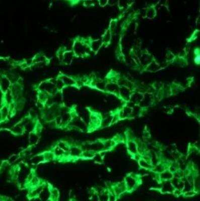 Immunohistochemistry-Frozen: Cytokeratin 18 Antibody (RCK106) [NBP1-97714] - Frozen section of human kidney