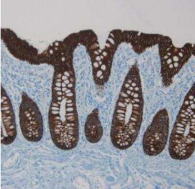 Immunohistochemistry-Paraffin: Cytokeratin 18 Antibody (RCK106) [NBP1-97714] -  Paraffin section of human colon