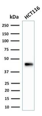 Western Blot: Cytokeratin 18 Antibody (SPM265) - Azide and BSA Free [NBP2-34404] - Western Blot Analysis of HCT116 cell lysate using Cytokeratin 18 Antibody (SPM265).