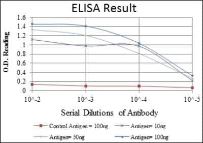 ELISA: Cytokeratin 19 Antibody (4E8) - Azide and BSA Free [NBP2-80689] - Red: Control Antigen (100ng); Purple: Antigen (10ng); Green: Antigen (50ng); Blue: Antigen (100ng). Image from the standard format of this antibody.