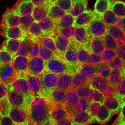 Immunocytochemistry/Immunofluorescence: Cytokeratin 19 Antibody (4E8) - Azide and BSA Free [NBP2-80689] - Immunofluorescence analysis of HepG2 cells using Cytokeratin 19 mouse mAb (green). Blue: DRAQ5 fluorescent DNA dye. Red: Actin filaments have been labeled with Alexa Fluor-555 phalloidin. Image from the standard format of this antibody.