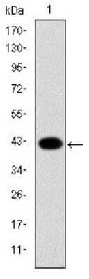 Western Blot: Cytokeratin 19 Antibody (4E8) - Azide and BSA Free [NBP2-80689] - Western blot analysis using Cytokeratin 19 mAb against human Cytokeratin 19 (AA: 115-269) recombinant protein. (Expected MW is 43.1 kDa) Image from the standard format of this antibody.