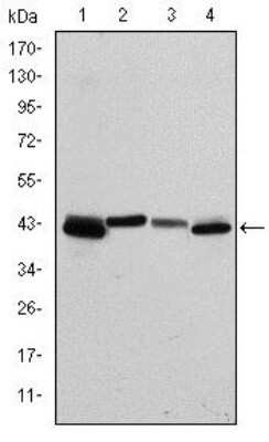 Western Blot: Cytokeratin 19 Antibody (4E8) - Azide and BSA Free [NBP2-80689] - Western blot analysis using Cytokeratin 19 mouse mAb against T47D (1), MCF-7 (2), HepG2 (3) and SW620 (4) cell lysate. Image from the standard format of this antibody.