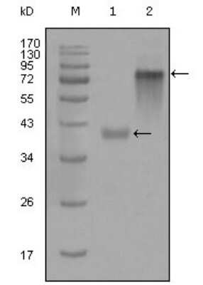 Western Blot: Cytokeratin 19 Antibody (4F12G9) [NBP1-47429] - Analysis using KRT19 mouse mAb against truncated KRT19-His recombinant protein (1) and full-length KRT19(aa1-400)-hIgGFc transfected CHO-K1 cell lysate(2).