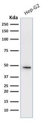 Western Blot: Cytokeratin 19 Antibody (A53-B/A2.26 + BA17) - Azide and BSA Free [NBP2-34548] - Western Blot Analysis of HepG2 cell lysate Cytokeratin 19 Antibody (A53-B/A2.26 + BA17).