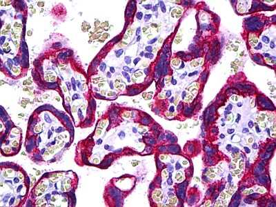 Immunohistochemistry-Paraffin: Cytokeratin 19 Antibody [NBP1-53204] - Placenta tissue 5ug/ml