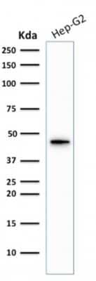 Western Blot: Cytokeratin 19 Antibody (KRT19/1959R) - Azide and BSA Free [NBP3-08635] - Western Blot Analysis of Hep-G2 cell lysate using Cytokeratin 19 Rabbit Recombinant Monoclonal Antibody (KRT19/1959R).