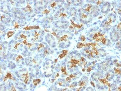 Immunohistochemistry-Paraffin: Cytokeratin 19 Antibody (KRT19/799) - Azide and BSA Free [NBP2-47945] - Human Pancreas stained with Cytokeratin 19 Mouse Monoclonal Antibody (KRT19/799).