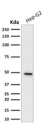 Western Blot: Cytokeratin 19 Antibody (KRT19/799) - Azide and BSA Free [NBP2-47945] - Hep-G2 cell lysate using Cytokeratin 19 Mouse Monoclonal Antibody (KRT19/799).