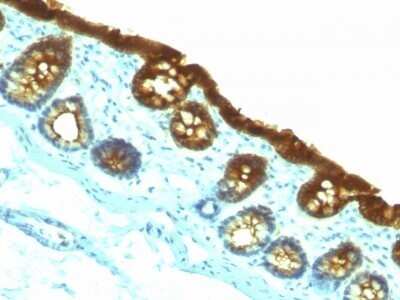 Immunohistochemistry-Paraffin: Cytokeratin 19 Antibody (KRT19/800) - Azide and BSA Free [NBP2-47946] - Rat Colon stained with Cytokeratin 19 Monoclonal Antibody (KRT19/800)