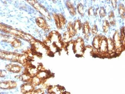 Immunohistochemistry-Paraffin: Cytokeratin 19 Antibody (KRT19/800) - Azide and BSA Free [NBP2-47946] - Rat Stomach stained with Cytokeratin 19 Monoclonal Antibody (KRT19/800)