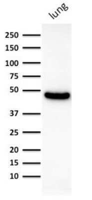 Western Blot: Cytokeratin 19 Antibody (KRT19/800) - Azide and BSA Free [NBP2-47946] - Western Blot Analysis of human lung lysate using Cytokeratin 19 Antibody (KRT19/800).