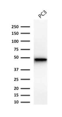 Western Blot: Cytokeratin 19 Antibody (Ks19.1) - Azide and BSA Free [NBP2-47947] - Human Prostrate cancer PC-3 cell lysate using Cytokeratin 19 Ab (Ks19.1).