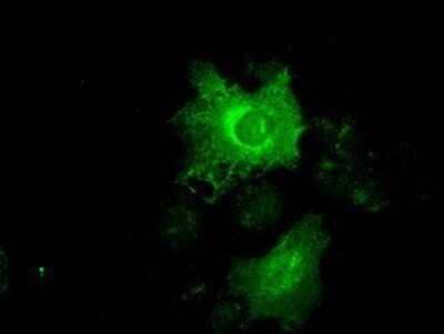 Immunocytochemistry/Immunofluorescence: Cytokeratin 19 Antibody (OTI3F8) - Azide and BSA Free [NBP2-71092] - Staining of COS7 cells transiently transfected by pCMV6-ENTRY Cytokeratin 19.