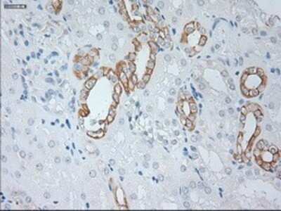 Immunohistochemistry: Cytokeratin 19 Antibody (OTI3F8) - Azide and BSA Free [NBP2-71092] - Staining of paraffin-embedded Kidney tissue using anti-Cytokeratin 19mouse monoclonal antibody.