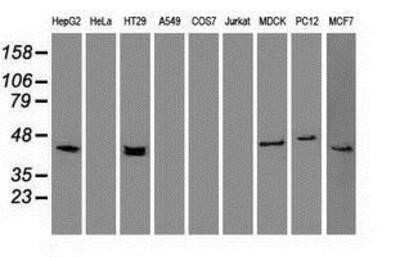 Western Blot: Cytokeratin 19 Antibody (OTI3F8) - Azide and BSA Free [NBP2-71092] - Analysis of extracts (35ug) from 9 different cell lines by using anti-Cytokeratin 19 monoclonal antibody.