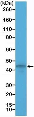 Western Blot: Cytokeratin 19 Antibody (RM364) [NBP2-77426] - Western Blot of MCF-7 cell lysate using NBP2-77426.