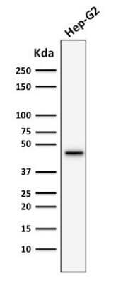 Western Blot: Cytokeratin 19 Antibody (SPM266) - Azide and BSA Free [NBP2-34405] - Western Blot Analysis of human Hep-G2 cell lysate using Cytokeratin 19 Antibody (SPM266).