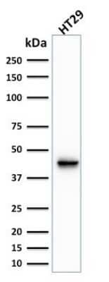 Western Blot: Cytokeratin 20 Antibody (KRT20/1991) [NBP3-08406] - Western Blot Analysis of human HT29 cell lysate using Cytokeratin 20 Mouse Monoclonal Antibody (KRT20/1991).