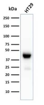 Western Blot: Cytokeratin 20 Antibody (KRT20/3129R) - Azide and BSA Free [NBP3-08636] - Western Blot Analysis of HT29 cell lysate using Cytokeratin 20 Recombinant Rabbit Monoclonal Antibody (KRT20/3129R).