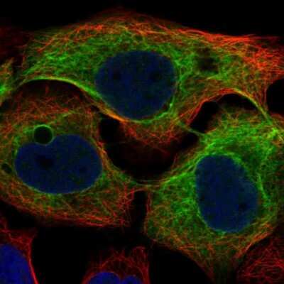 Immunocytochemistry/Immunofluorescence: Cytokeratin 4 Antibody [NBP2-33984] - Staining of human cell line HaCaT shows localization to intermediate filaments.