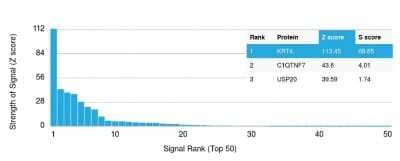 Protein Array: Cytokeratin 4 Antibody (KRT4/2804) [NBP3-07797] - Analysis of Protein Array containing more than 19,000 full-length human proteins using Cytokeratin 4 Mouse Monoclonal Antibody (KRT4/2804).