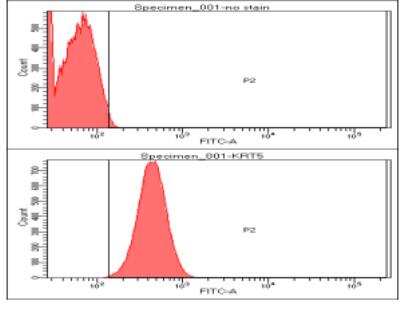 Flow Cytometry: Cytokeratin 5 Antibody (12C4) [NBP2-59447] - Flow cytometry analysis of KRT5 in HeLa cell line, staining at 2-5ug for 1x106cells. The secondary antibody used goat antimouse IgG Alexa fluor 488 conjugate.
