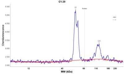 Simple Western: Cytokeratin 8/18 Antibody (KRT8/803 + KRT18/835) - Azide and BSA Free [NBP2-47983] - Electropherogram image of the corresponding Simple western lane. Cytokeratin 8/18 antibody was used at 10 ug/ml dilution on A431 lysate(s) respectively.