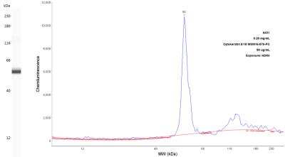 Simple Western: Cytokeratin 8/18 Antibody (KRT8/803 + KRT18/835) - Azide and BSA Free [NBP2-47983] - Lane view shows a specific band for Cytokeratin 8/18.  200 ug/mL of A431 cell lysate and 50 ug/mL antibody dilution. Electropherogram image of corresponding Simple Western lane view at WES molecular weight of 116 kDa. Image from an internal validation.