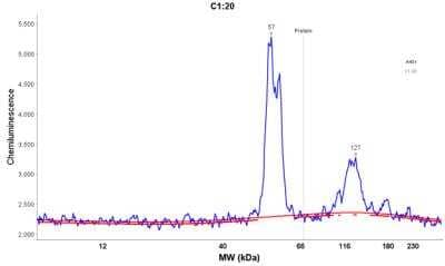 Simple Western: Cytokeratin 8/18 Antibody (KRT8/803 + KRT18/835) [NBP2-44930] - Electropherogram image of the corresponding Simple western lane. Cytokeratin 8/18 antibody was used at 10 ug/ml dilution on A431 lysate(s) respectively.