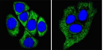 Immunocytochemistry/Immunofluorescence: Cytokeratin 8 Antibody (8A5D12) [NBP1-47533] - Analysis of methanol-fixed ECA109 cells (left) and HepG2 cells (right) using CK8 mouse mAb (green), showing cytoplasmic localization. Blue: DRAQ5 fluorescent DNA dye.