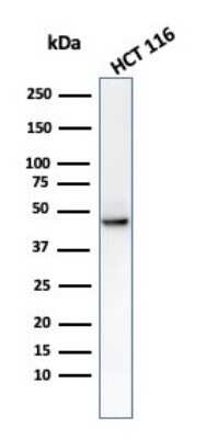 Western Blot: Cytokeratin 8 Antibody (C-43) - Azide and BSA Free [NBP3-11481] - Western Blot analysis of HCT116 cell lysate using using Cytokeratin 8 antibody (C-43).