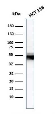 Western Blot: Cytokeratin 8 Antibody (H1) - Azide and BSA Free [NBP2-34626] - Western Blot Analysis of HCT116 cell lysate using Cytokeratin 8 Mouse Monoclonal Antibody (H1).