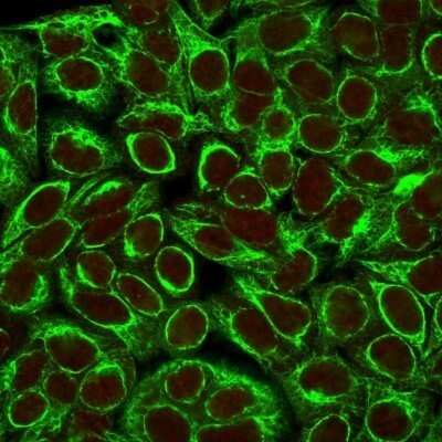 Immunocytochemistry/Immunofluorescence: Cytokeratin 8 Antibody (K8/383) - Azide and BSA Free [NBP2-34656] - Confocal immunofluorescence image of HeLa cells using Cytokeratin 8 Antibody (K8/383). Green (CF488) and Red Dot is used to label the nuclei Red.