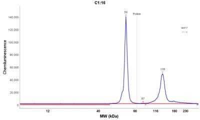 Simple Western: Cytokeratin 8 Antibody (K8/383) - Azide and BSA Free [NBP2-34656] - Electropherogram image of the corresponding Simple Western lane. Cytokeratin 8 antibody was used at 10 ug/ml dilution of MCF-7 lysates(s) respectively.