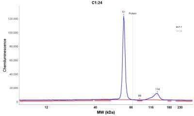 Simple Western: Cytokeratin 8 Antibody (KRT8/899) [NBP2-44941] - Electropherogram image of the corresponding Simple Western lane. Cytokeratin 8 antibody was used at 10 ug/mL dilution of MCF-7 lysates(s) respectively.