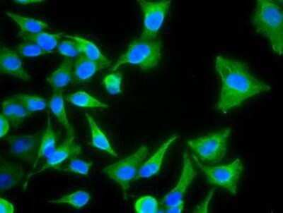 Flow Cytometry: Cytokeratin 8 Antibody (OTI1B12) - Azide and BSA Free [NBP2-71082] - Staining of HeLa cells using anti-Cytokeratin 8 mouse monoclonal antibody.