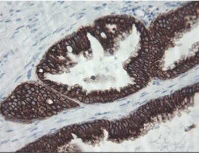 Flow Cytometry: Cytokeratin 8 Antibody (OTI1B12) - Azide and BSA Free [NBP2-71082] - Staining of paraffin-embedded Human prostate tissue within the normal limits using anti-KRT8 mouse monoclonal antibody at 1:150 dilution