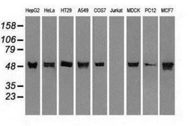 Western Blot: Cytokeratin 8 Antibody (OTI1B12) - Azide and BSA Free [NBP2-71082] - Analysis of extracts (35ug) from 9 different cell lines by using anti-Cytokeratin 8 monoclonal antibody.