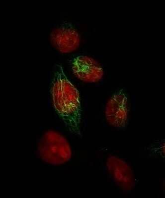 Immunocytochemistry/Immunofluorescence: Cytokeratin, HMW Antibody (34BE12) [NBP2-34340] - Immunofluorescence Analysis of MeOH-fixed HeLa cells labeling Cytokeratin with  followed by Goat anti-Mouse IgG-CF488 (Green). The nuclear counterstain is Red Dot.