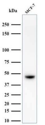 Western Blot: Cytokeratin, HMW Antibody (34BE12) [NBP2-34340] - Western Blot Analysis of MCF-7 cell lysate using Cytokeratin, HMW Antibody (34BE12).