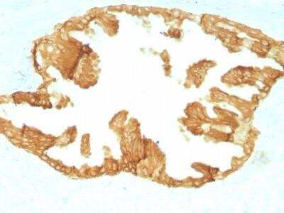 Immunohistochemistry-Paraffin: Cytokeratin, HMW Antibody (KRTH/1076) - Azide and BSA Free [NBP2-47690] - Rat Oviduct with Cytokeratin, HMW Monoclonal Antibody (KRTH/1076).