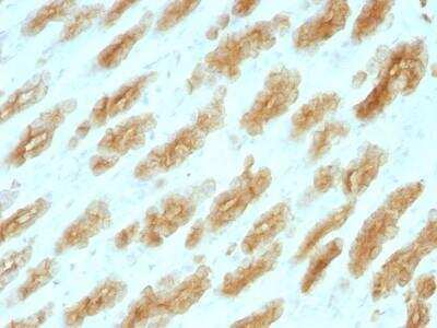 Immunohistochemistry-Paraffin: Cytokeratin, HMW Antibody (KRTH/1076) - Azide and BSA Free [NBP2-47690] - Rat Stomach stained with Cytokeratin, HMW Monoclonal Antibody (KRTH/1076).