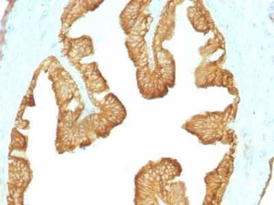 Immunohistochemistry-Paraffin: Cytokeratin, LMW Antibody (KRTL/1077) - Azide and BSA Free [NBP2-47798] - Rat Oviduct stained with Cytokeratin, HMW Monoclonal Antibody (KRTL/1077).