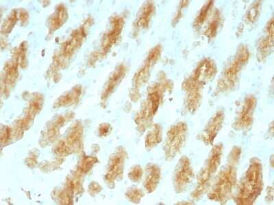 Immunohistochemistry-Paraffin: Cytokeratin, LMW Antibody (KRTL/1077) - Azide and BSA Free [NBP2-47798] - Rat Stomach with Cytokeratin, HMW Monoclonal Antibody (KRTL/1077).