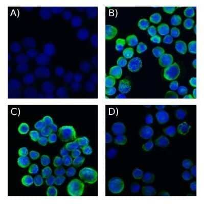 MCF-7 cells stained with Biotin conjugated version of pan Cytokeratin antibody and SAv-A488. A) SAv-A488 only at a dilution of 1:500, B) pan CK at a dilution of 1:200, C) pan CK at a dilution of 1:400, D) pan CK at a dilution of 1:800. Image from verified customer review.